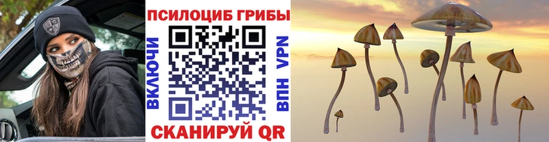 Купить где  Сорск  Псилоцибиновые грибы Psilocybine cubensis 